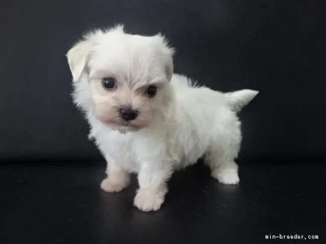 ID:1709-02551の子犬