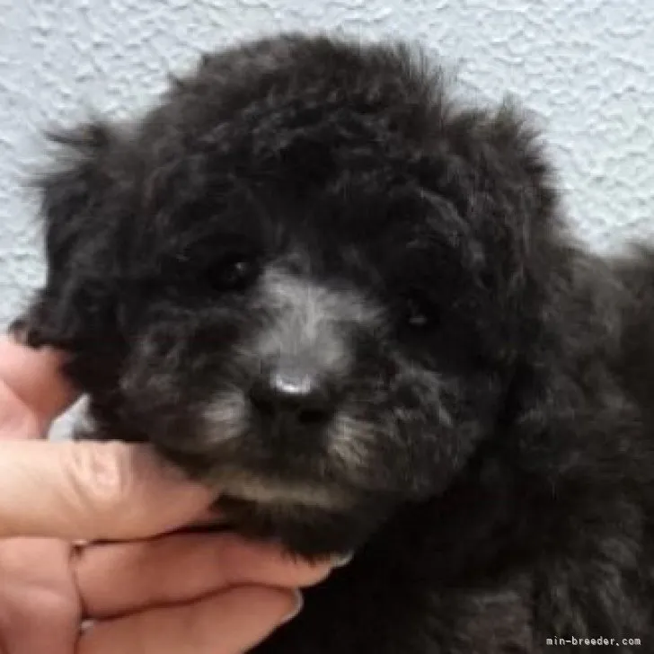 ID:2305-00654の子犬