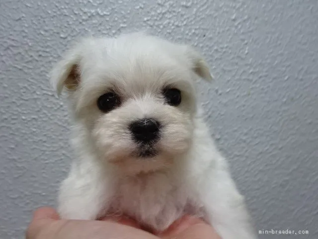 まんちゃん 様のお迎えした子犬