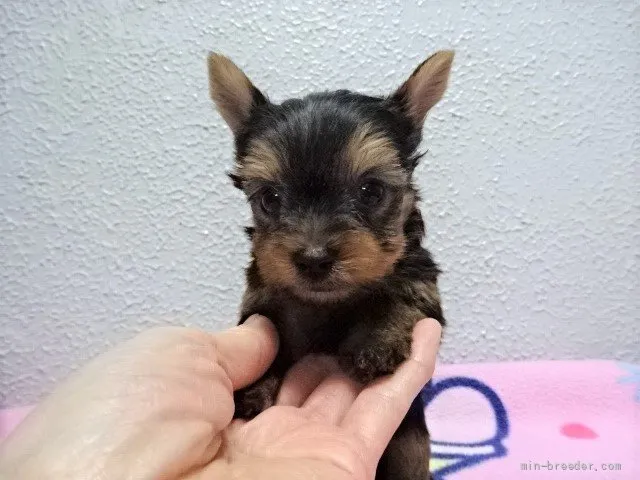 K.S 様のお迎えした子犬