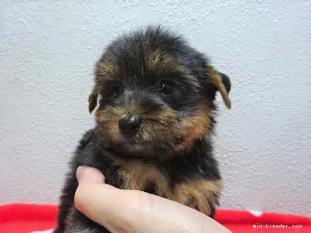 ゆま 様のお迎えした子犬