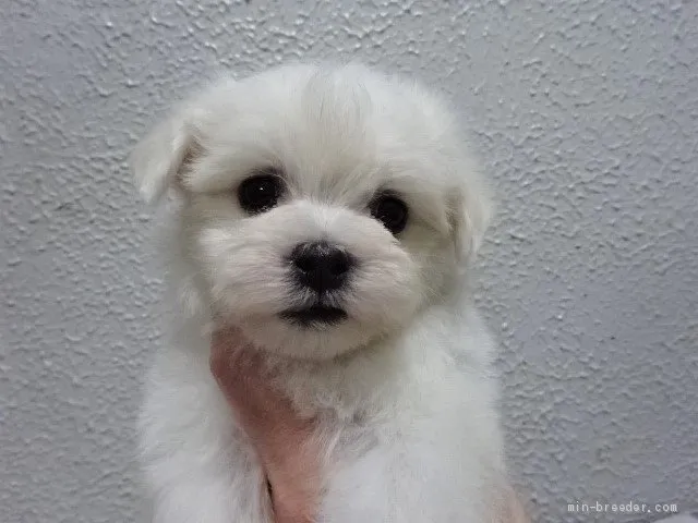 えむ 様のお迎えした子犬