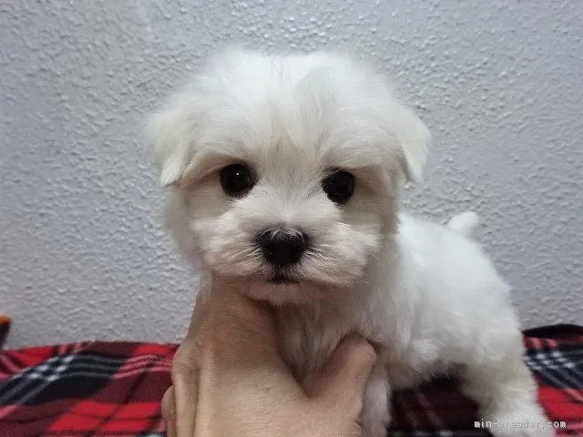 fkw 様のお迎えした子犬
