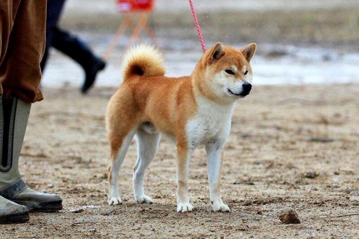 全国でおすすめの紀州犬のブリーダー特集 みんなのペットライフ