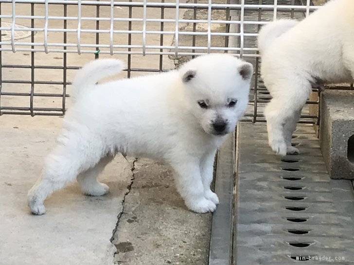 紀州犬 大阪府 男の子 19年12月7日 白 真っ白な紀州犬です みんなのブリーダー 子犬id 01