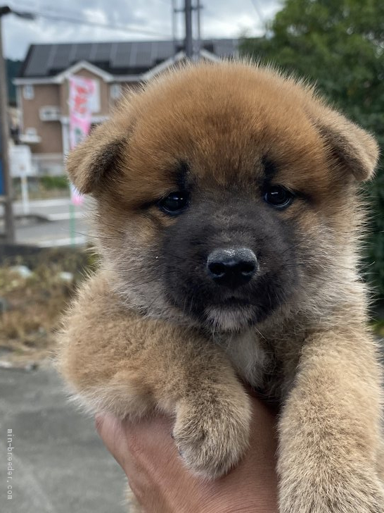 柴犬 標準サイズ 女の子 赤 08 10生まれ 大阪府 子犬id 09 ブサ可愛い 顔黒の女の子 みんなのブリーダー