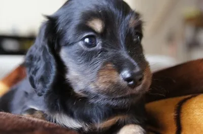 ID:1606-01390の子犬