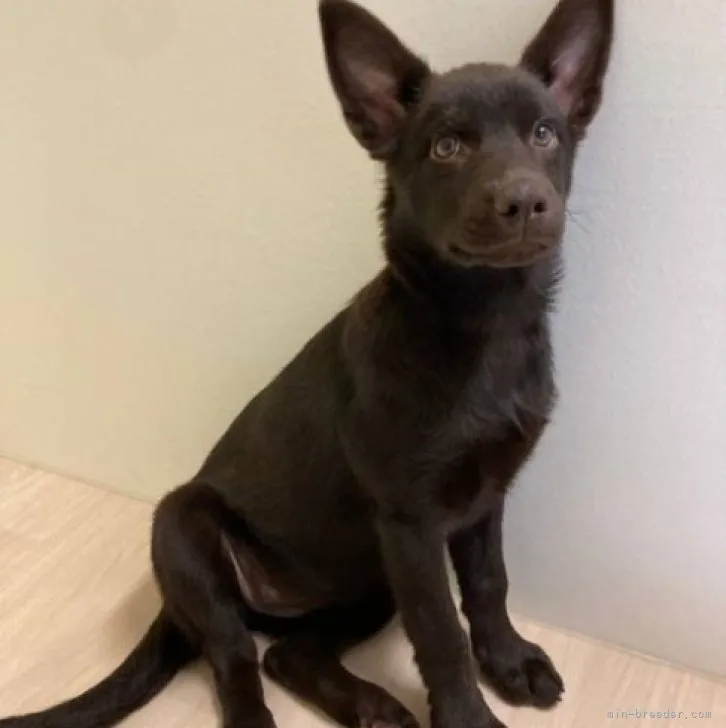 ID:2303-04267の子犬