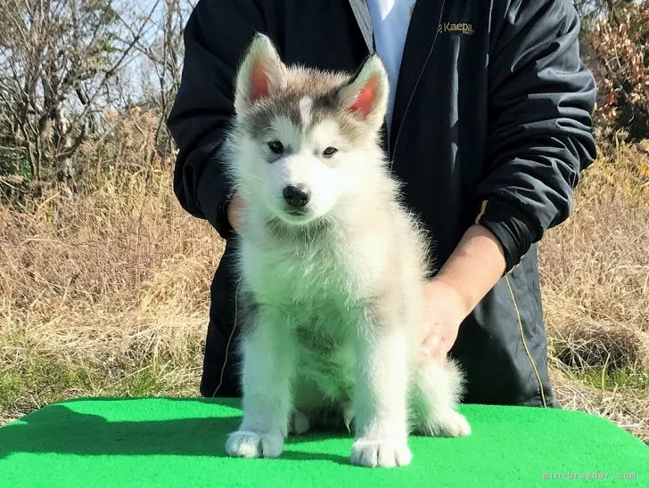 まつ 様のお迎えした子犬