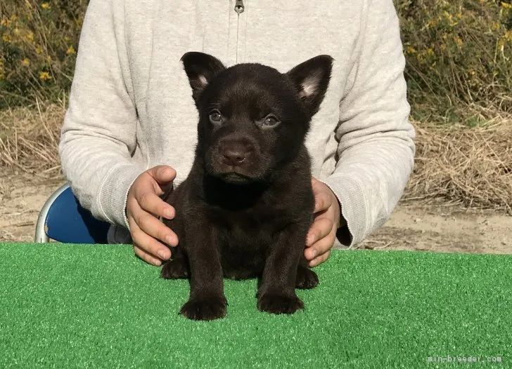 熊谷市のトム 様のお迎えした子犬