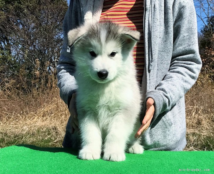 アラスカンマラミュートの子犬をお迎えいただいたお客様の声 口コミ 評判 みんなのブリーダー