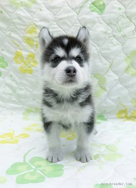 ID:1801-02690の子犬