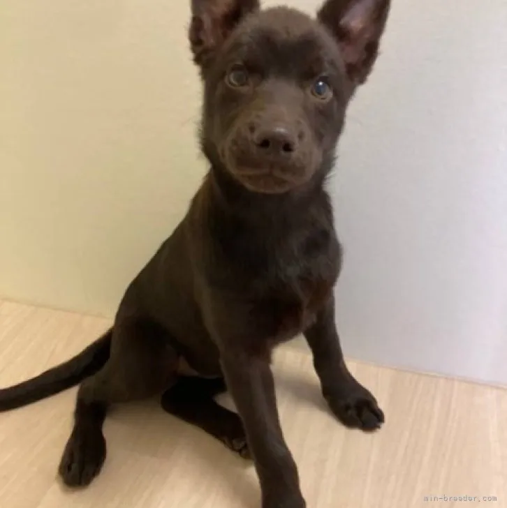 ID:2303-04266の子犬