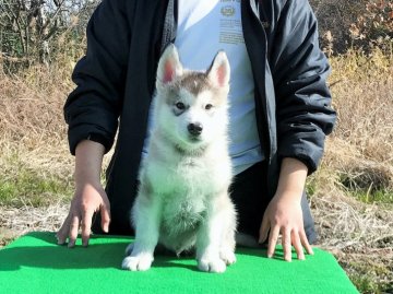 アラスカンマラミュート【大阪府・男の子・2017年12月26日・ウルフグレー&ホワイト】の写真「しっかりとした男の子です。」