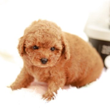 トイプードル(タイニー)【兵庫県・女の子・2025年6月27日・レッド(レッド・フォーン)】の写真「優しくて、穏やかな性格の女の子です💛」