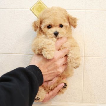 トイプードル(ティーカップ)【兵庫県・男の子・2024年12月18日・アプリコット(オレンジ・フォーン)】の写真「元気な男の子です💛」