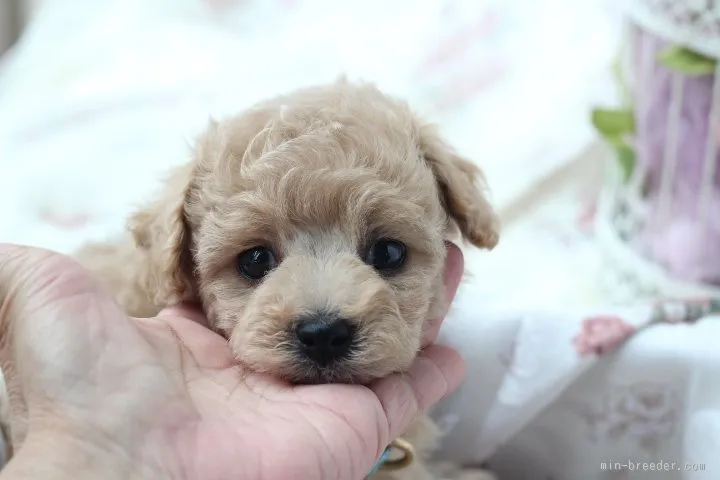 みんみ 様のお迎えした子犬