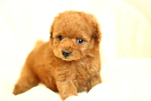 リンママ 様のお迎えした子犬