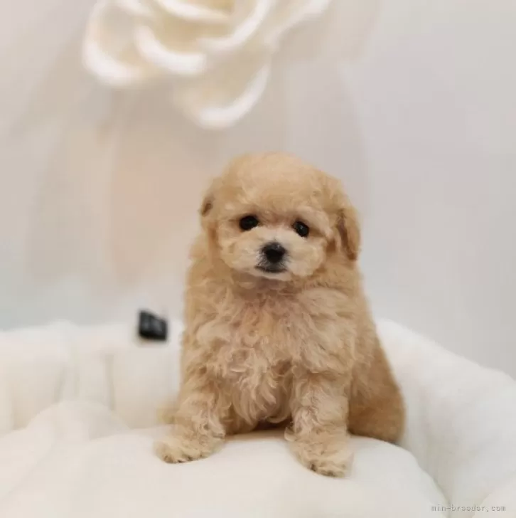 ID：2406-04406の子犬