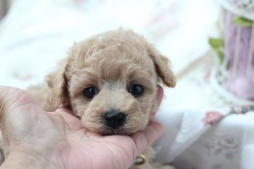 トイプードル(ティーカップ)【兵庫県・男の子・2015年11月28日・シャンパン】の写真「♡お顔の可愛さ抜群です♡」