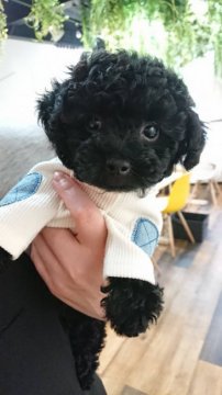 トイプードル(ティーカップ)【兵庫県・女の子・2019年3月8日・ブラック】の写真「ふわもこでお鼻の短いブラックのお姫様💛」