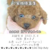 タイニープードル【兵庫県・男の子・2023年8月4日・レッド(レッド・フォーン)】の写真2