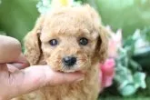 ティーカッププードル【兵庫県・男の子・2016年7月3日・アプリコット】の写真3