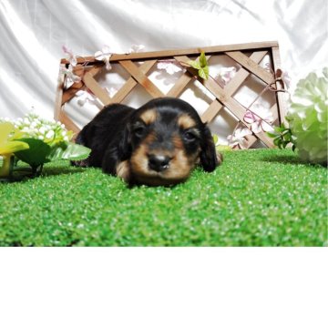 ミニチュアダックスフンド(ロング)【愛知県・女の子・2025年3月12日・ブラックタン】の写真「とても可愛い女の子」