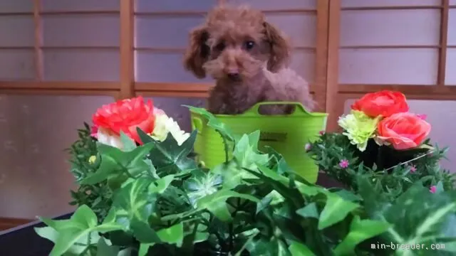 ハヤミ 様のお迎えした子犬