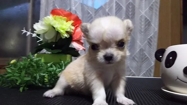 ID：1608-00416の子犬