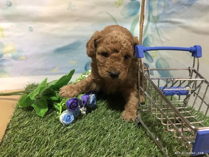 ID：2102-01182の子犬