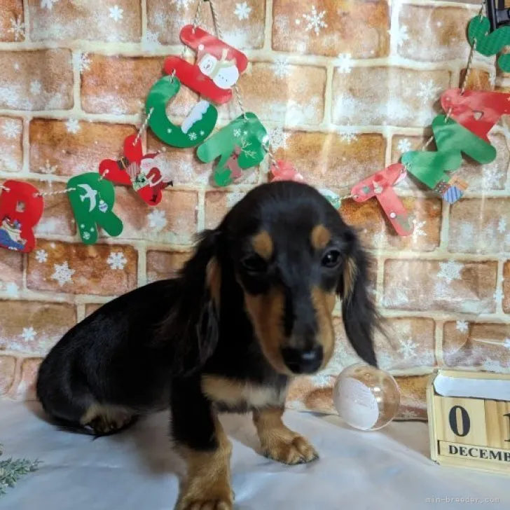 ID:2306-02558の子犬