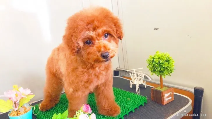 ID:2010-03053の子犬