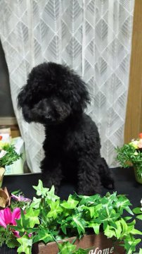 トイプードル(トイ)【愛知県・女の子・2015年12月30日・ブラック】の写真「きれいなブラックですよっ。」
