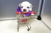 チワワ(ロング)【静岡県・男の子・2025年4月21日・クリーム&ホワイト】の写真13「10㌢カートにin🛒」