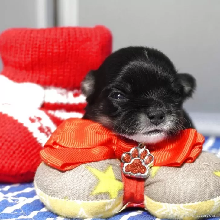 チワワ(ロング)【静岡県・女の子・2025年11月25日・ブラック&amp;ホワイト(タンが出たら変わります)】の写真1「初めまして赤ちゃんです❤️」