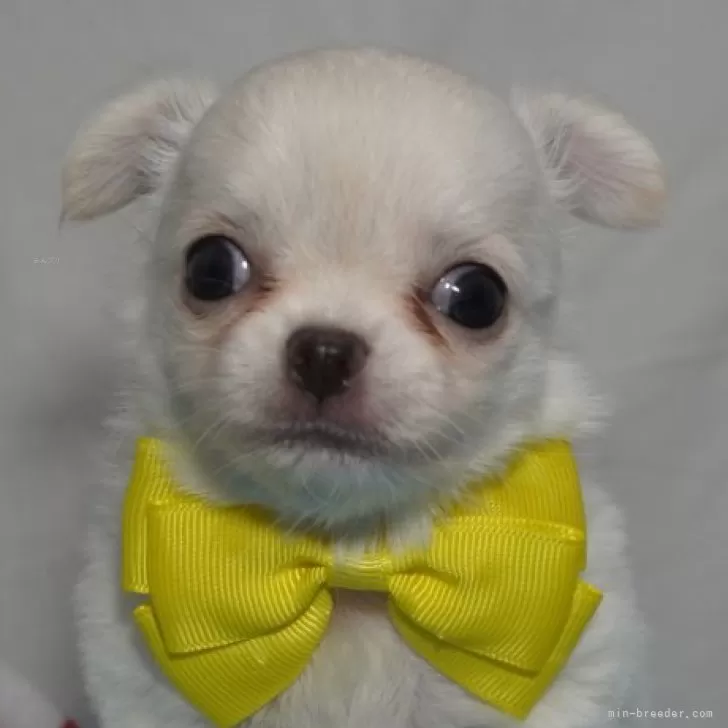 ID：2411-07548の子犬