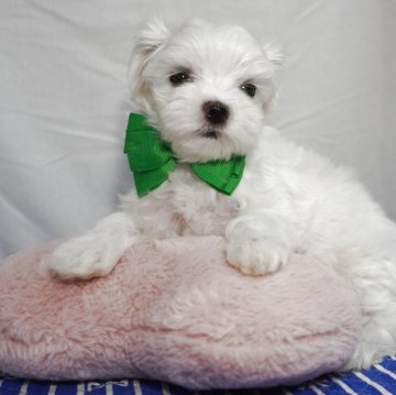 マルチーズ【静岡県・男の子・2025年8月3日・ホワイト】の写真「小ぶりなマルチーズ」