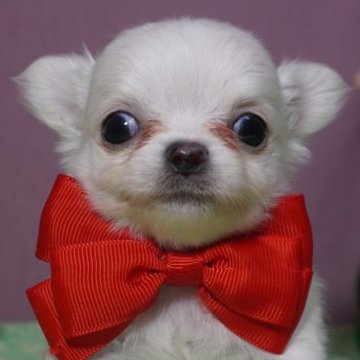 チワワ(ロング)【静岡県・男の子・2024年11月11日・ホワイト➡︎クリームが出てくるかも?】の写真「ほんわかお顔の赤君❤️」