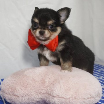 チワワ(ロング)【静岡県・女の子・2025年6月28日・ブラックタン&クリーム】の写真「小粒な女の子赤姫❤️」