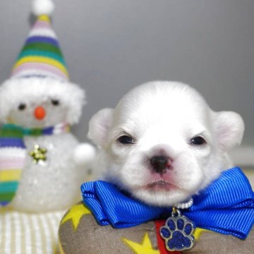 チワワ(ロング)【静岡県・女の子・2025年11月19日・ホワイト&クリーム】の写真「ホワイト系の三姉妹💙」