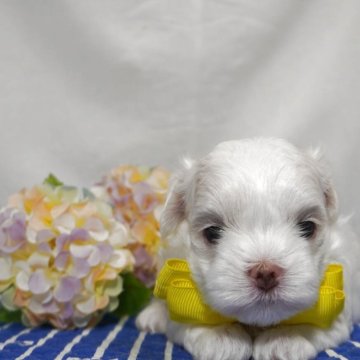 マルチーズ【静岡県・女の子・2025年5月14日・ホワイト】の写真「ちょっとせっかちな３姉妹レモン姫🍋」