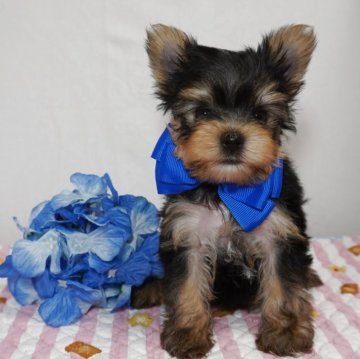ヨークシャーテリア【静岡県・男の子・2025年4月4日・スチールブルー&タン】の写真「イケワン予定のブルー君💙」