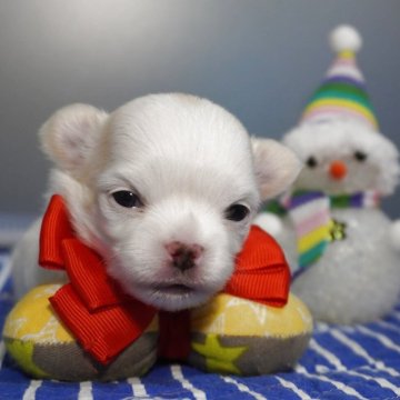 チワワ(ロング)【静岡県・女の子・2025年11月19日・ホワイト&クリーム】の写真「ホワイト系の三姉妹❤️」