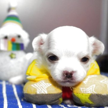 チワワ(ロング)【静岡県・女の子・2025年11月19日・ホワイト&クリーム】の写真「ホワイト系の三姉妹💛」