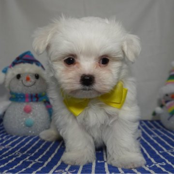 マルチーズ【静岡県・男の子・2024年10月24日・ホワイト】の写真「お待たせしました！黄色君です🟨」