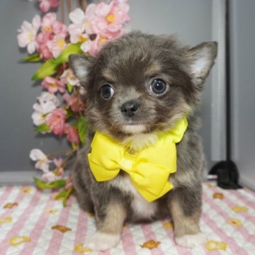 チワワ(ロング)【静岡県・女の子・2025年1月24日・ブルータン&ホワイト】の写真「レアカラーの美人さん」