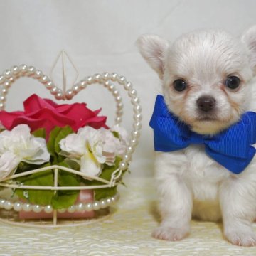 チワワ(ロング)【静岡県・男の子・2025年6月28日・ホワイトクリーム】の写真「ホワイト系イケメン青君」