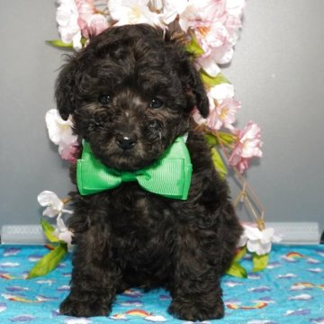 トイプードル(タイニー)【静岡県・男の子・2025年2月7日・ブラック➡︎シルバー】の写真「小さなママから小ぶりな男の子が💚」