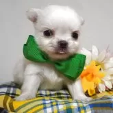 チワワ(ロング)